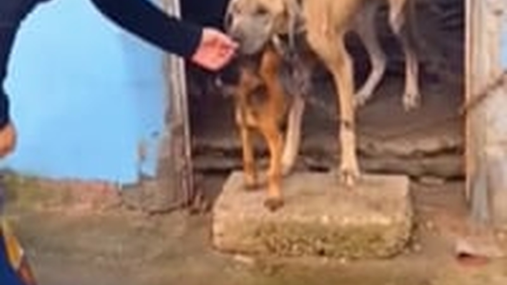 N1805023_Frail Puppy Tried His To Protect His Chained Mother #rescue #..._part2