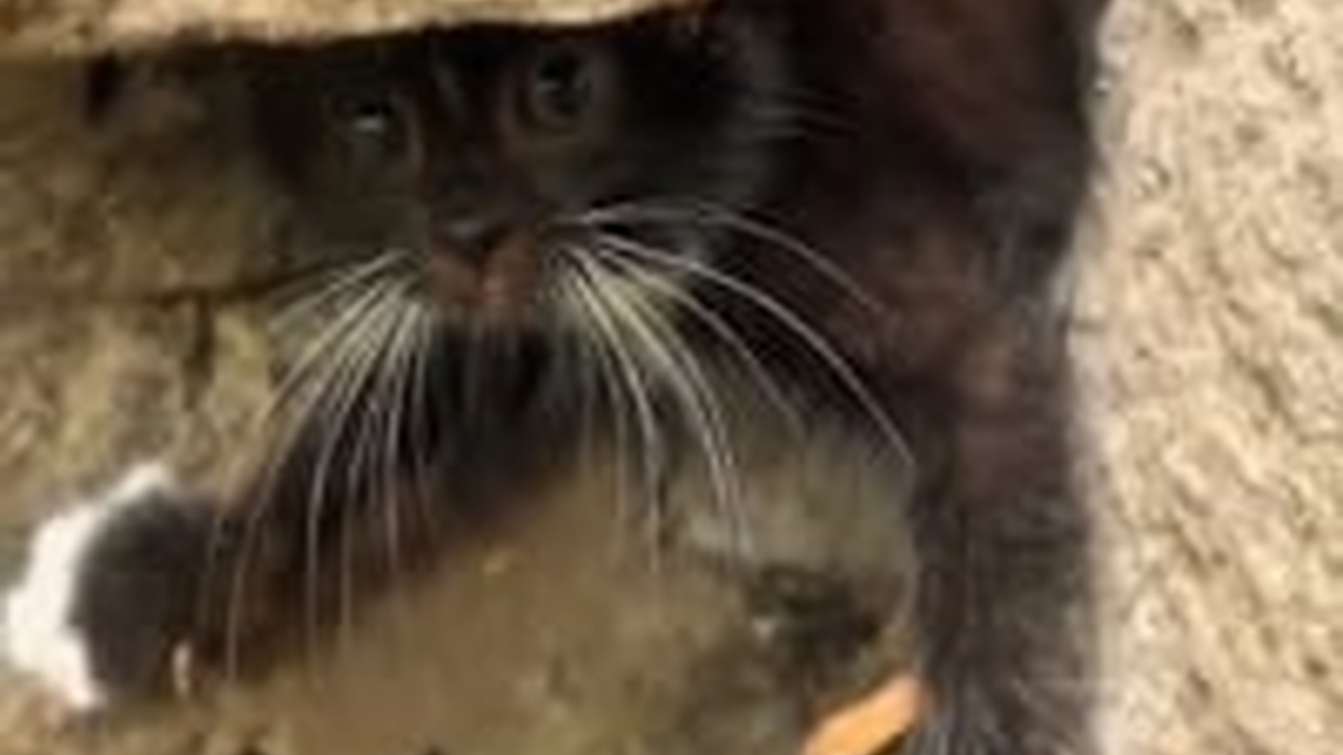 N1805024_Poor kitten #cat #catsoftiktok #kittensoftiktok #petsoftiktok #animal..._part2