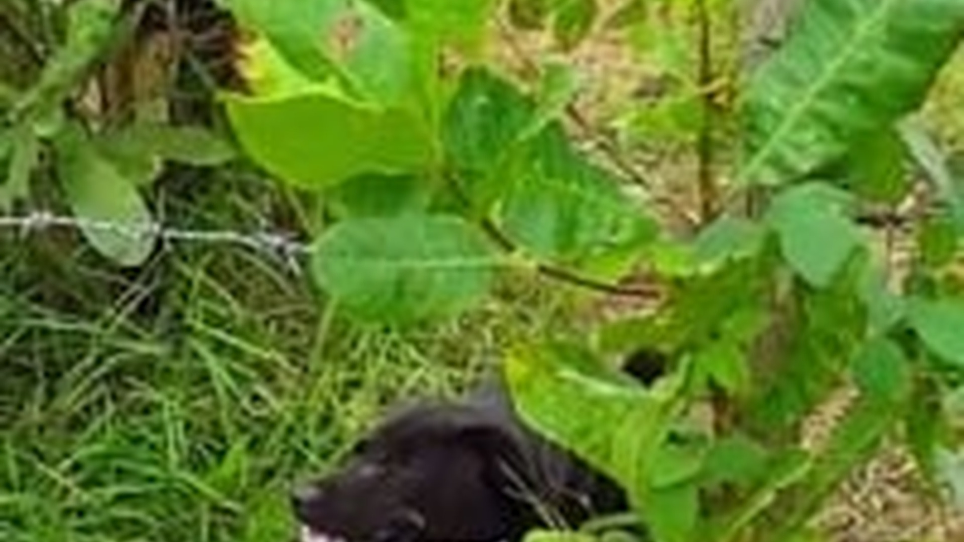 N1805025_Man rescues dog stuck in fence #rescue #rescuedog #rescuepuppy #..._part2