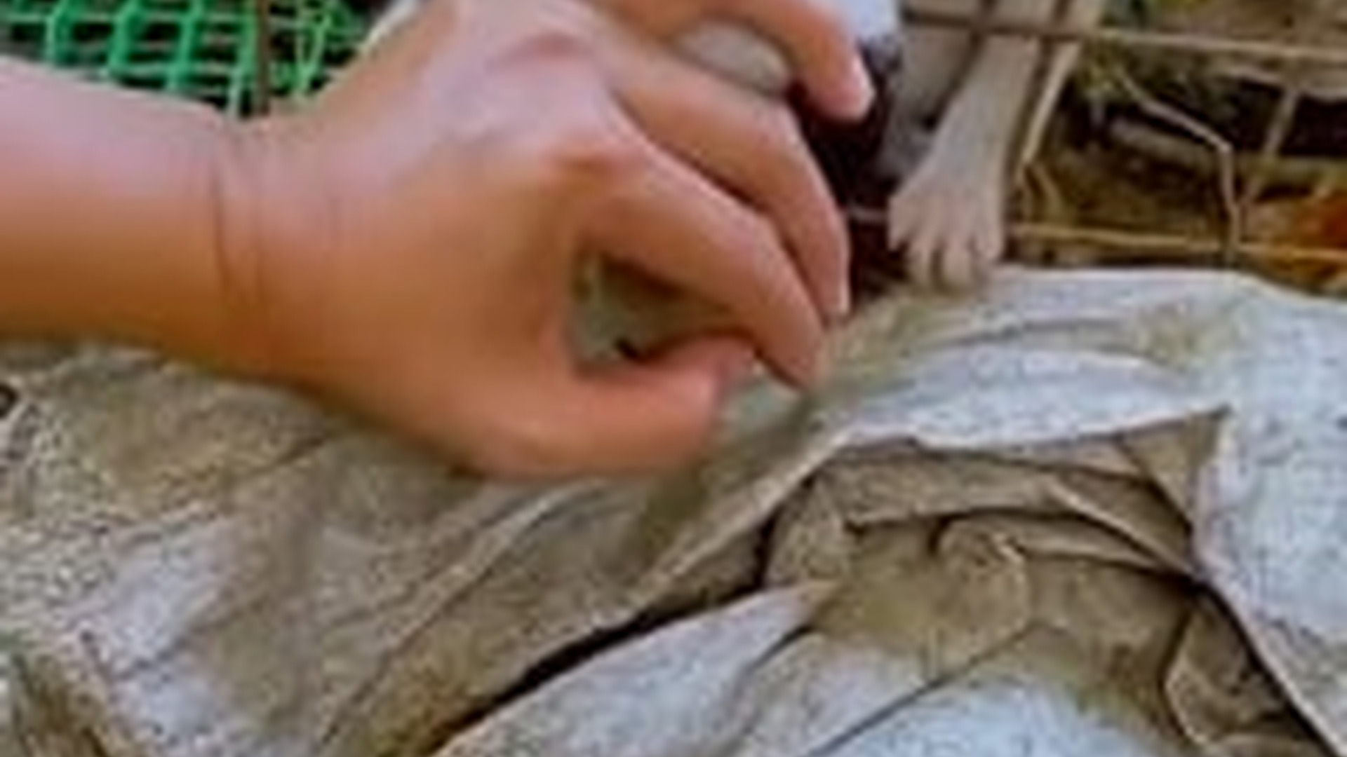 N1805027_Rescue stranded puppies #rescue #rescuedog #rescuepuppy #puppy #dog..._part2