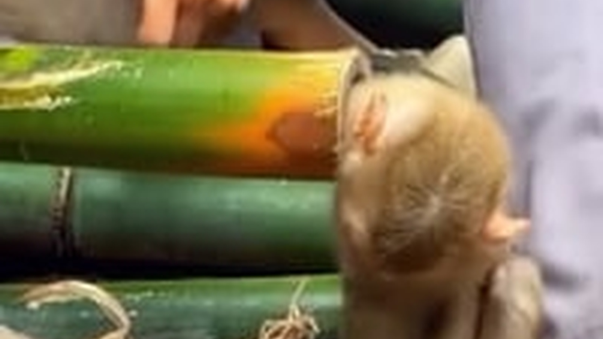 N1805030_Rescue a baby monkey whose hand is stuck #monkey #babymonkey #monk..._part2