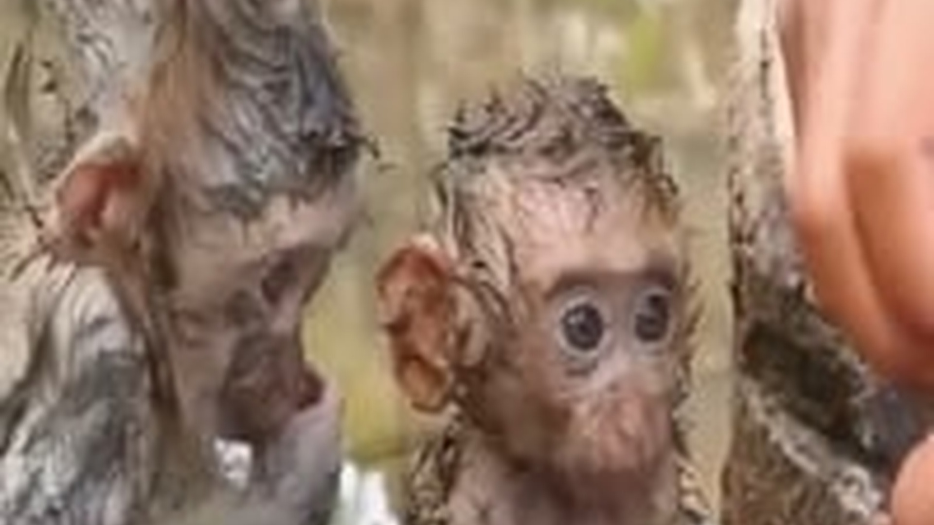N1805032_Two baby monkeys floating in river rescued fed #monkey #..._part2