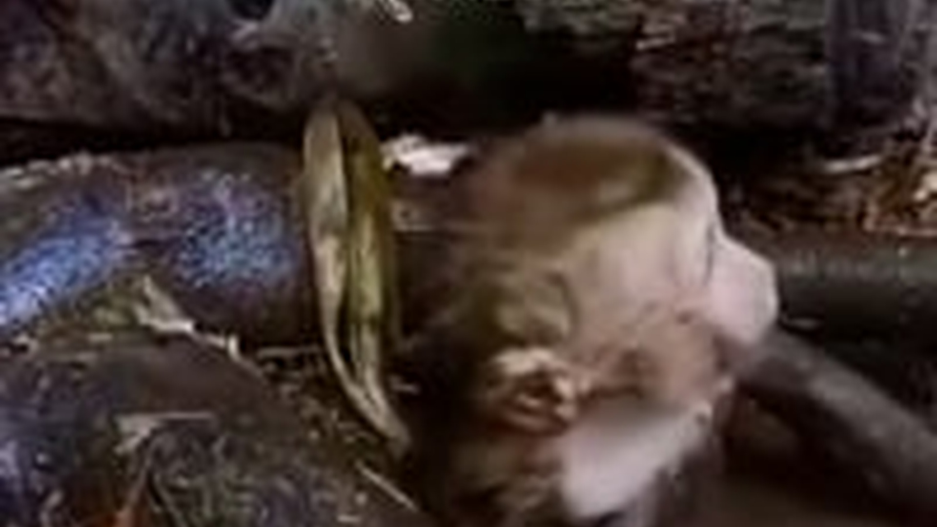 N1805033_man rescue baby monkey mud #monkey #babymonkey #monk..._part2