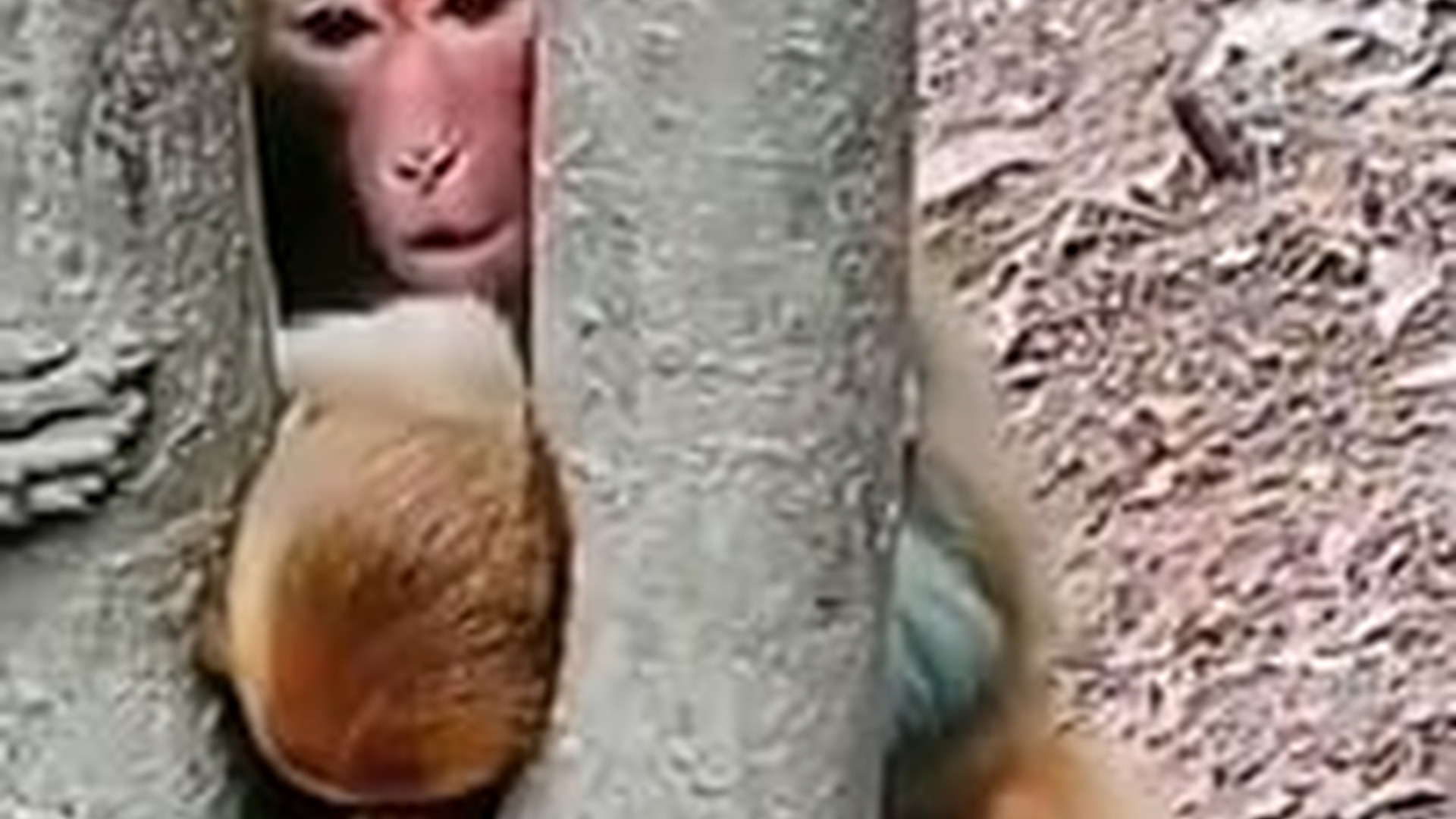 N1805035_Poor baby monkey #monkey #babymonkey #monkeysoftiktok #petsoftiktok #..._part2