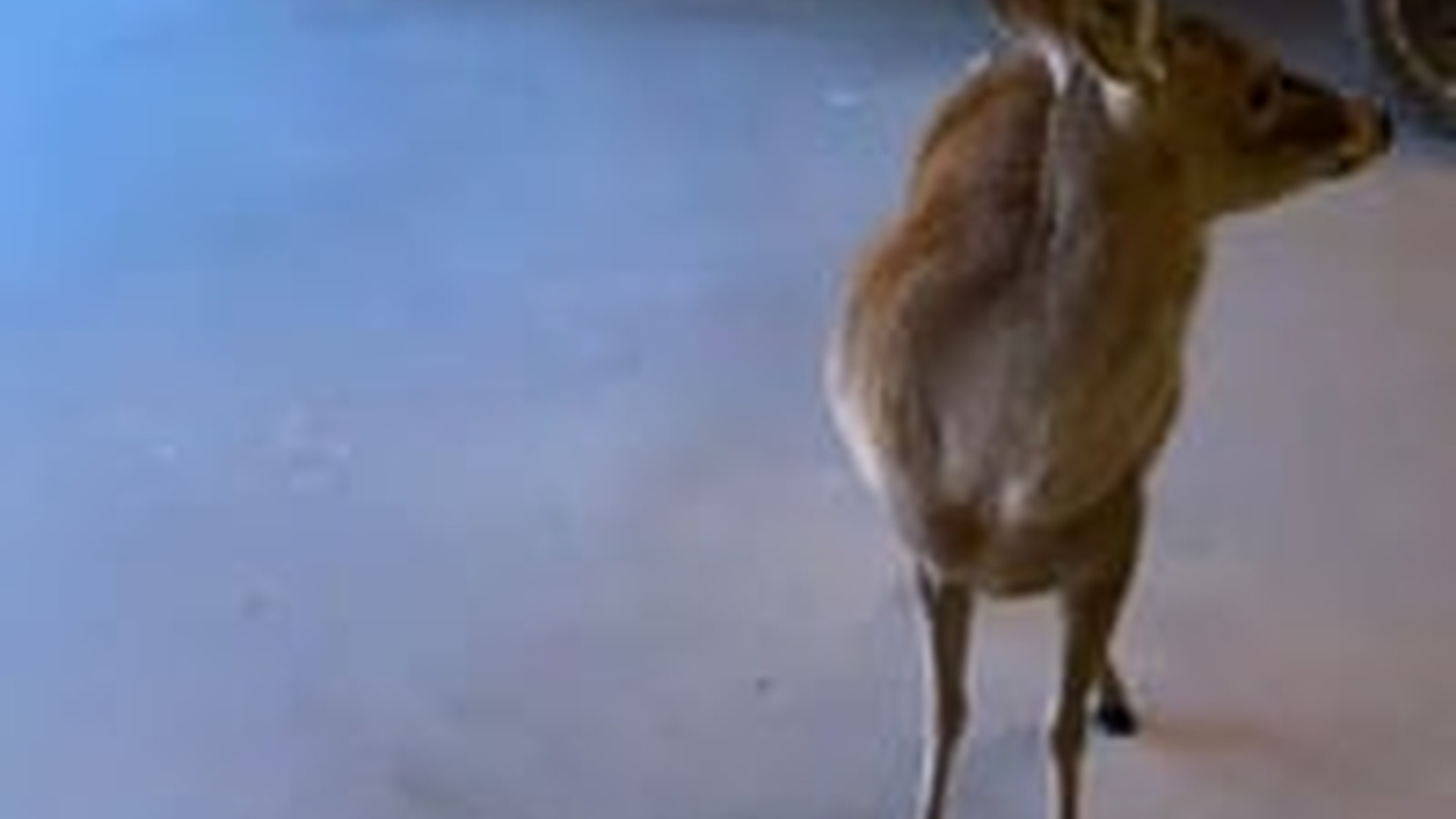 N1805036_Rescue a deer an arrow in it #deer #babydeer #deersoftiktok #pet..._part2
