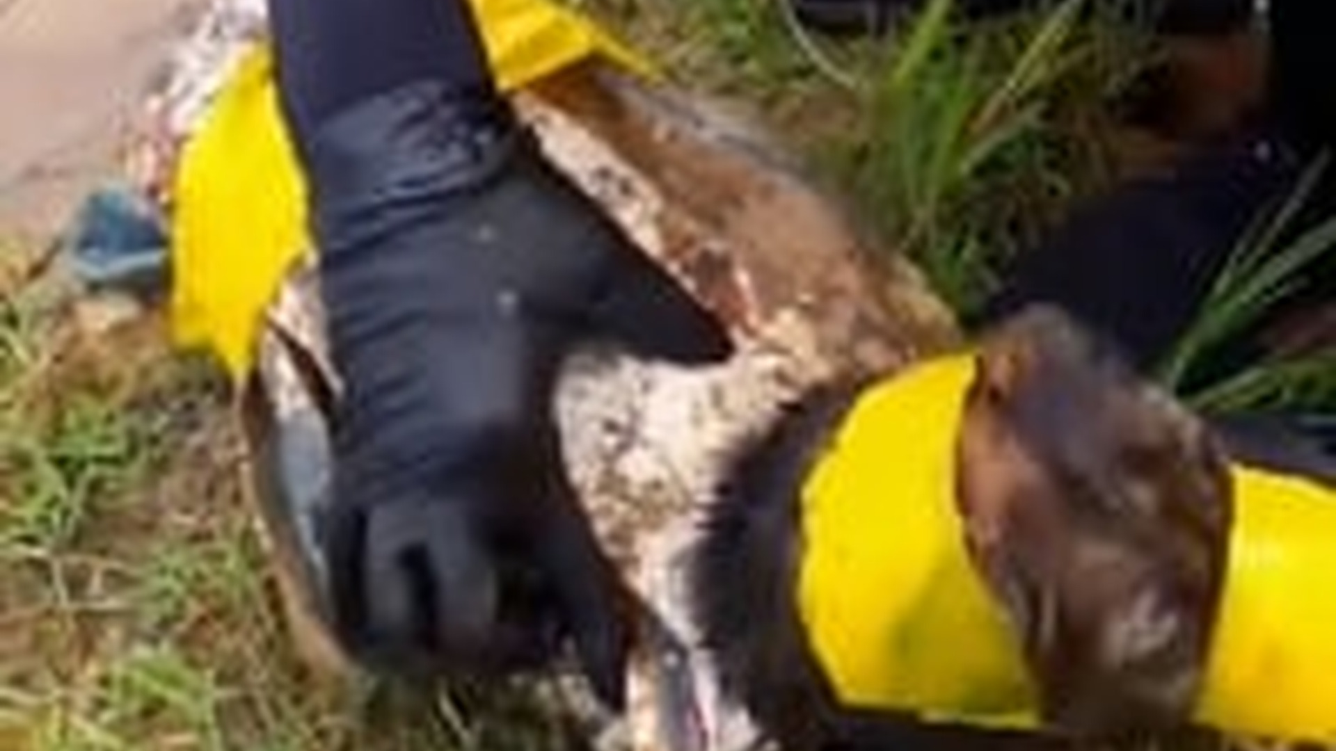 N1805040_puppy was thrown into river had tape placed around its mo..._part2