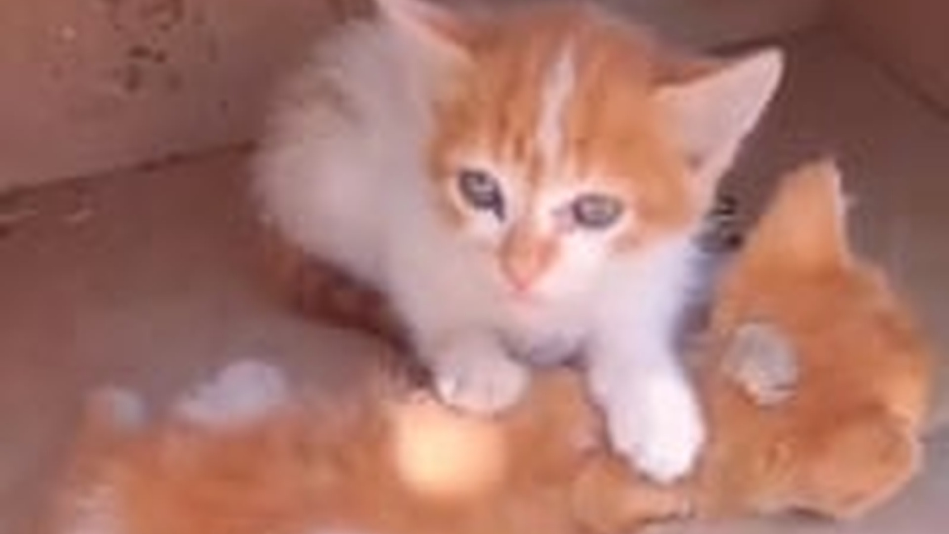 N1805041_man is trying to save a kitten defending its dying brother #cat #..._part2