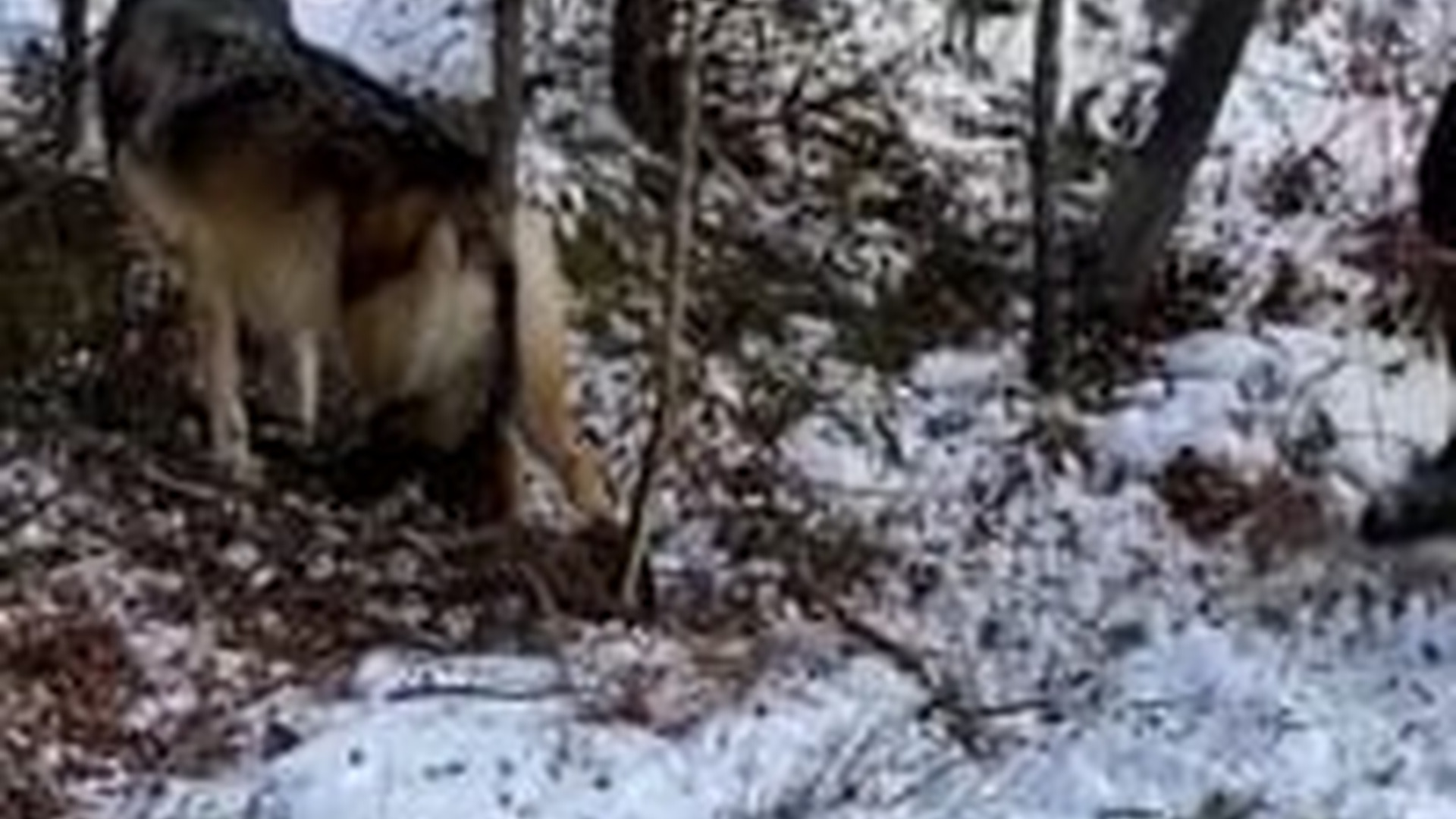 N1805042_Woman rescues gray wolf trap #wolf #wolfdog #babywolf #wolfsofti..._part2