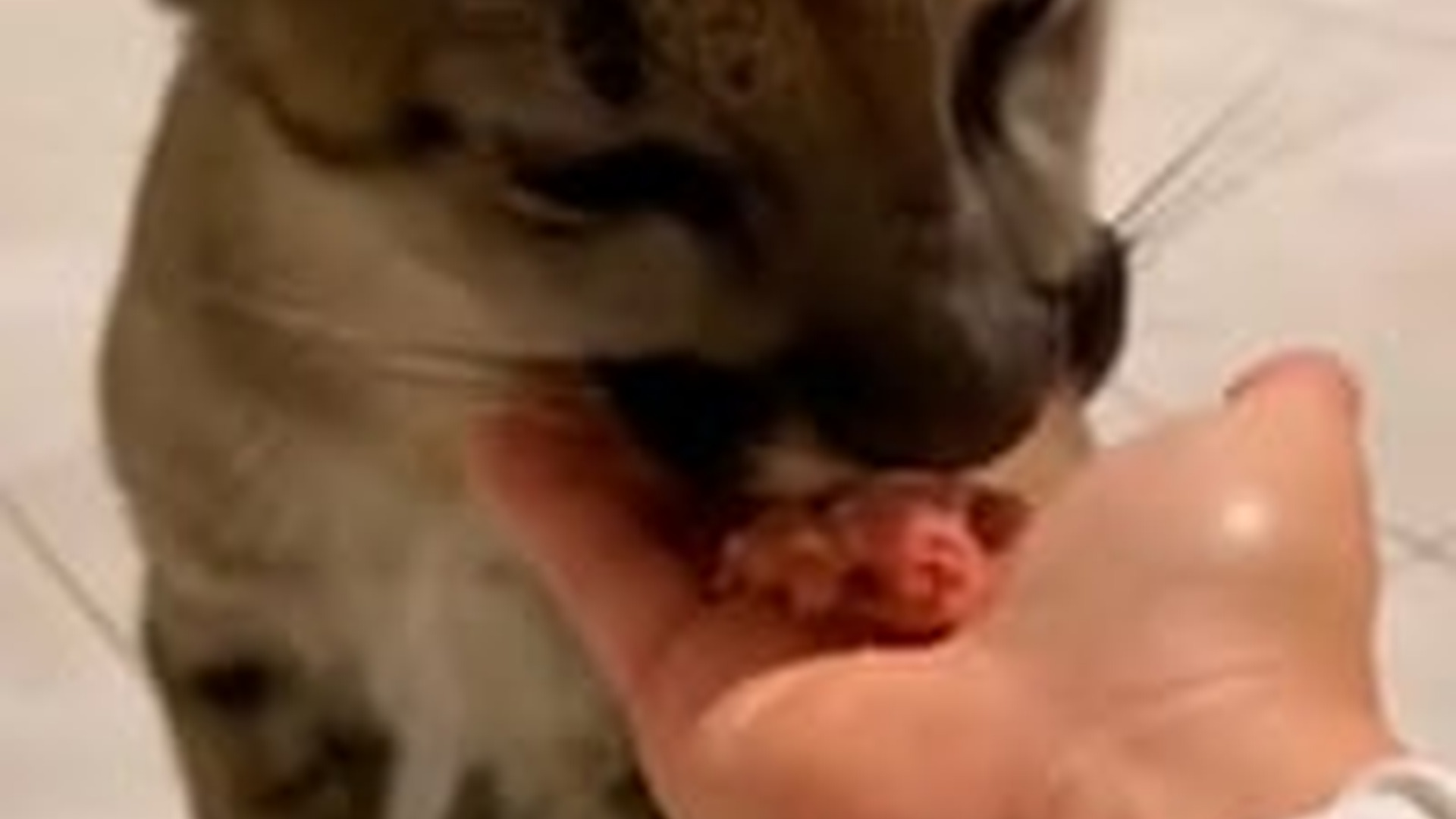 N1805043_man adopted a baby cougar took good care of it #puma #pumames..._part2