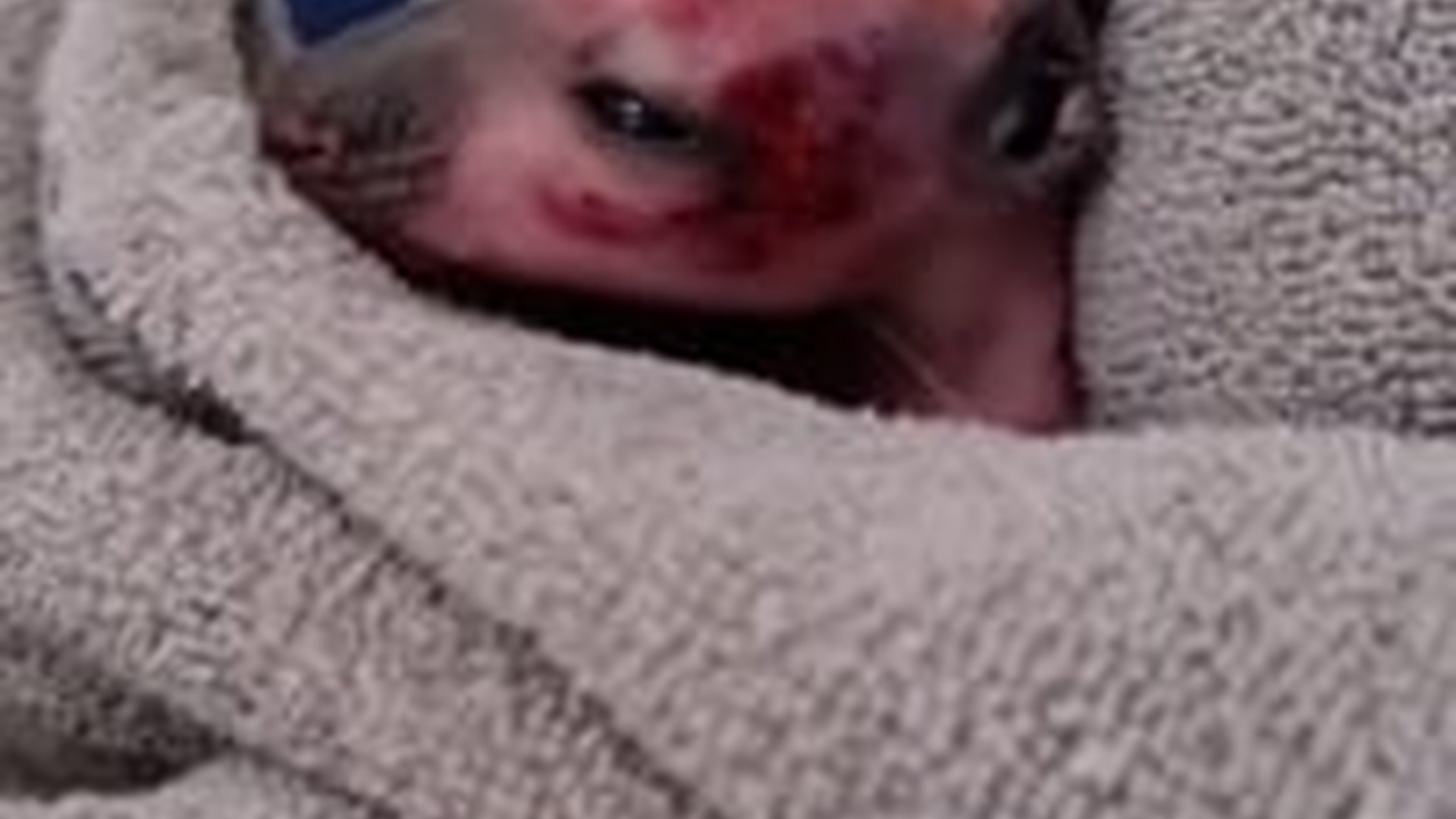 N1805046_family resued a dying baby kangaroo in back hill #kangaroo #b..._part2
