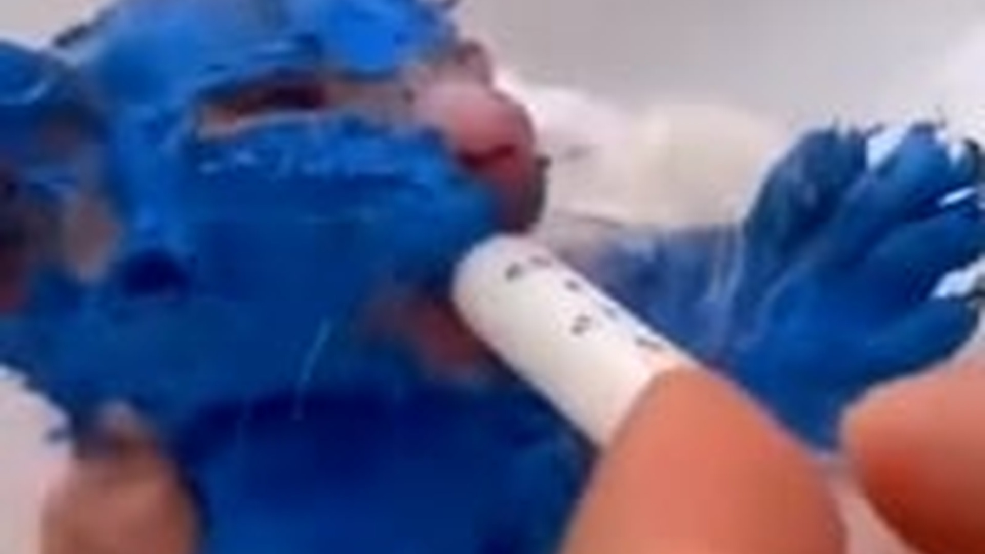 N1805049_They painted her blue fun then discarded her #cat #catsoftiktok #..._part2