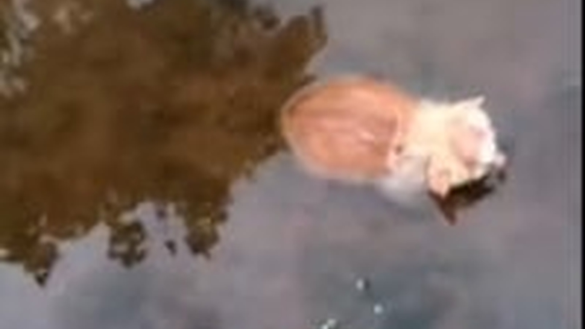 N1805050_man rescued 4 poor kittens were abandoned in sewer #cat #cats..._part2