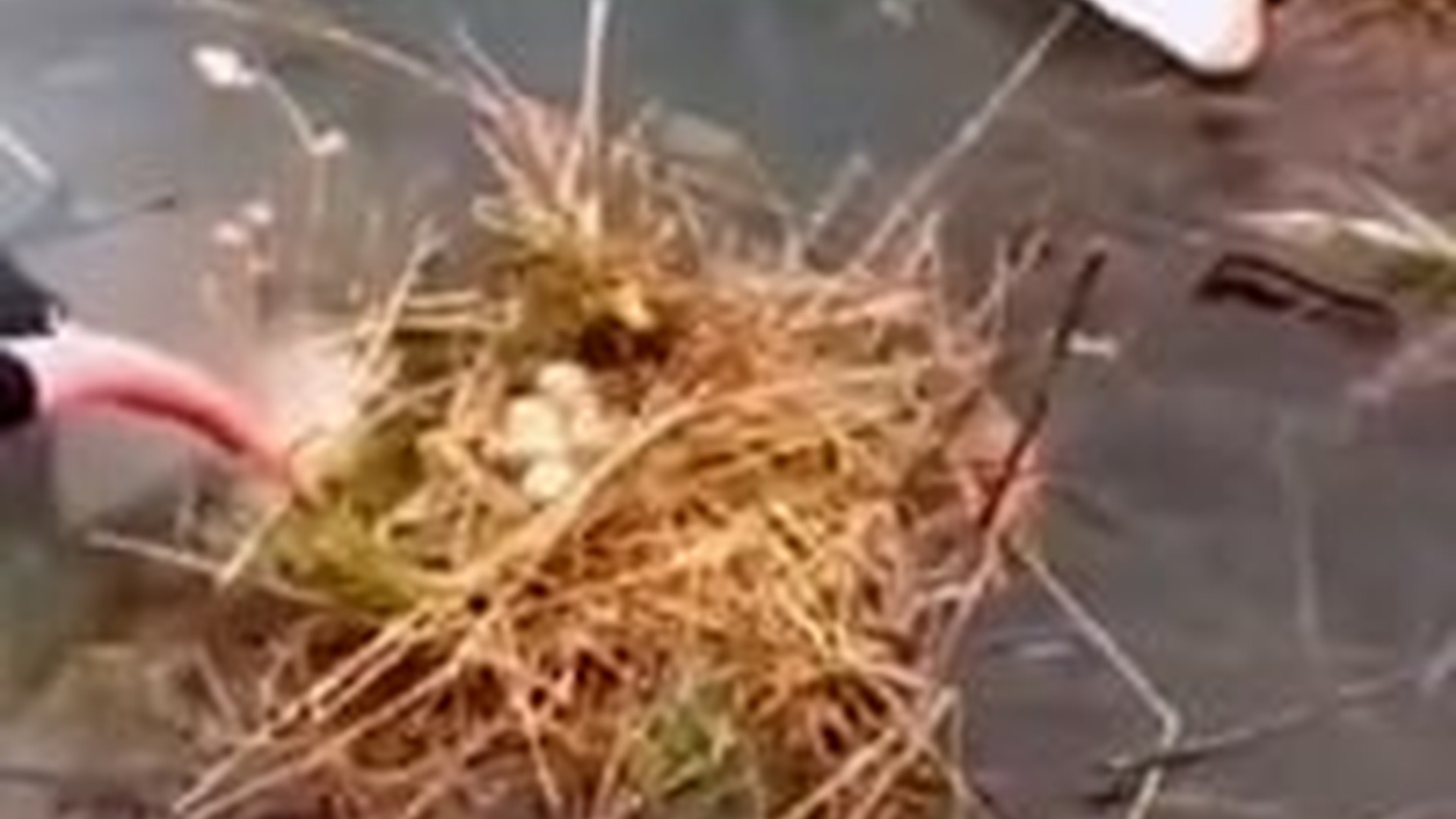 N1805051_man who rescued swan eggs ending #swan #babyswan #sch..._part2