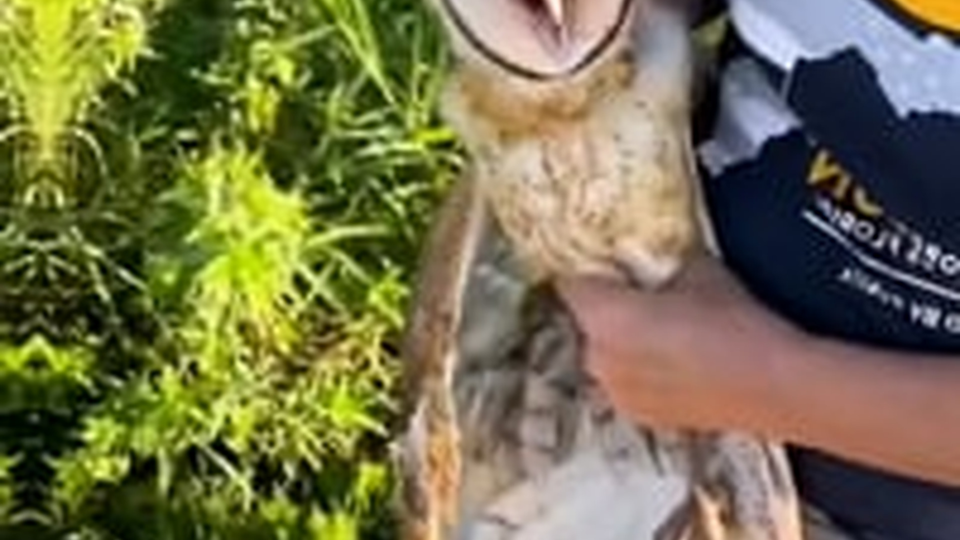 N1805055_family adopted a barn owl in house #owl #babyowl #owlsoftikto..._part2