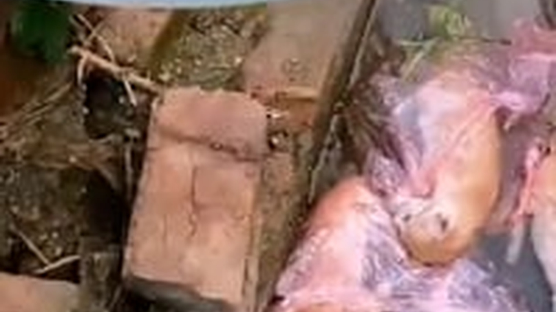 N1805057_man rescues kittens abandoned in water #cat #catsoftiktok #kitten..._part2