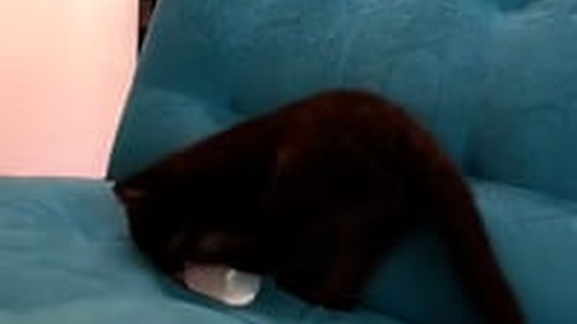 N1805058_Friendship after many year #panther #lunapantera #blackpanther #dog #..._part2