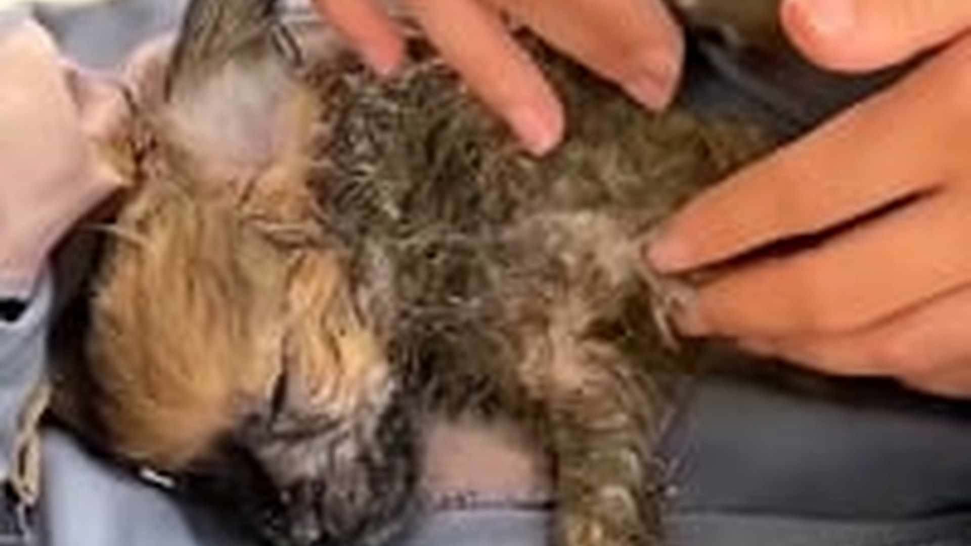 N1805061_girl dog abandoned by owner at landfill #dog #dogsoftiktok #puppy..._part2