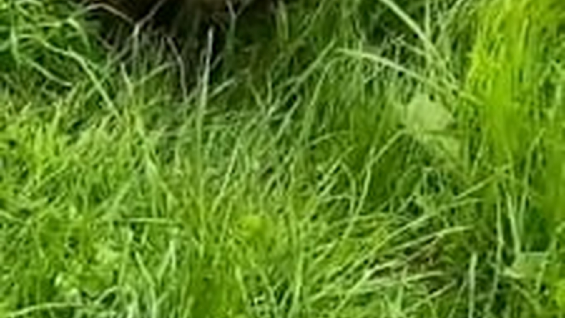 N1805064_man rescues a baby fox water #fox #foxes #babyfox #foxes..._part2