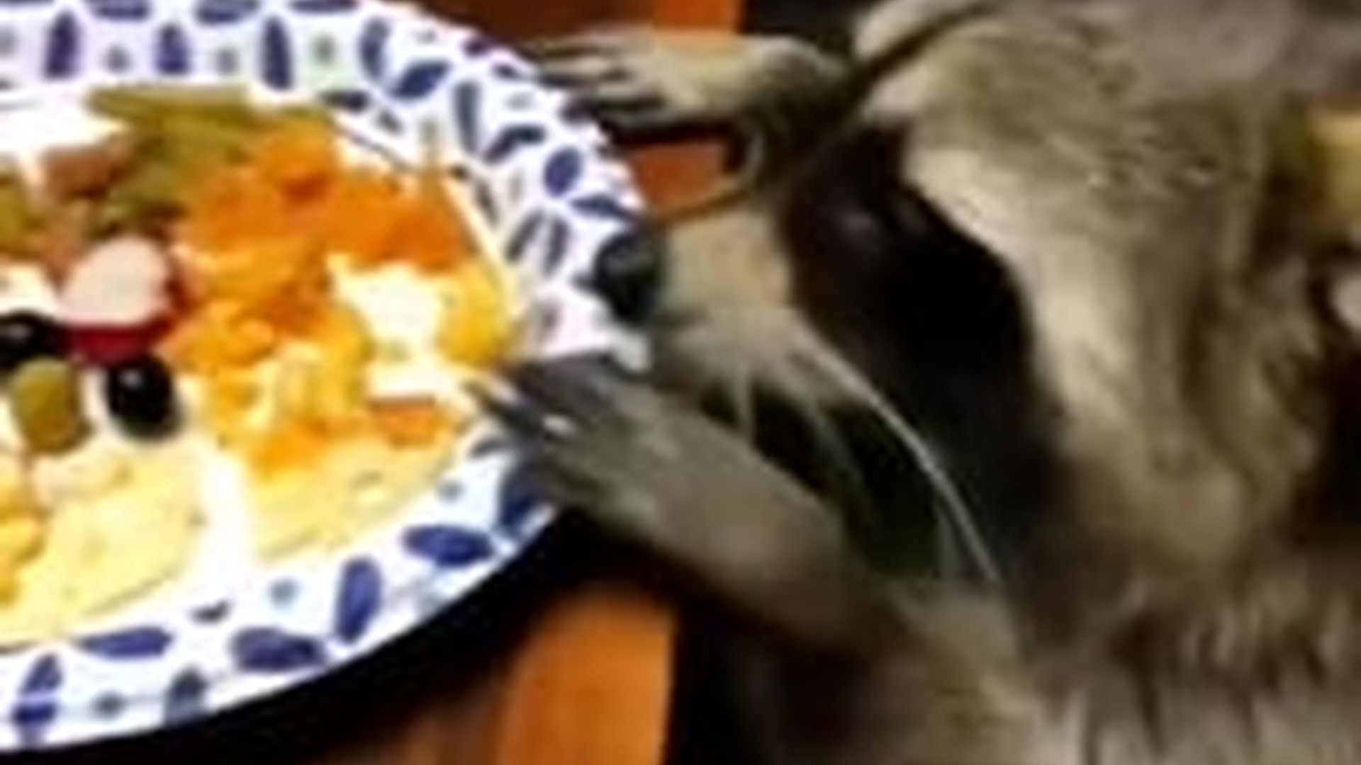 N1805065_A family adopts a baby raccoon #raccoon #babyraccoon #raccoonsoftikto..._part2
