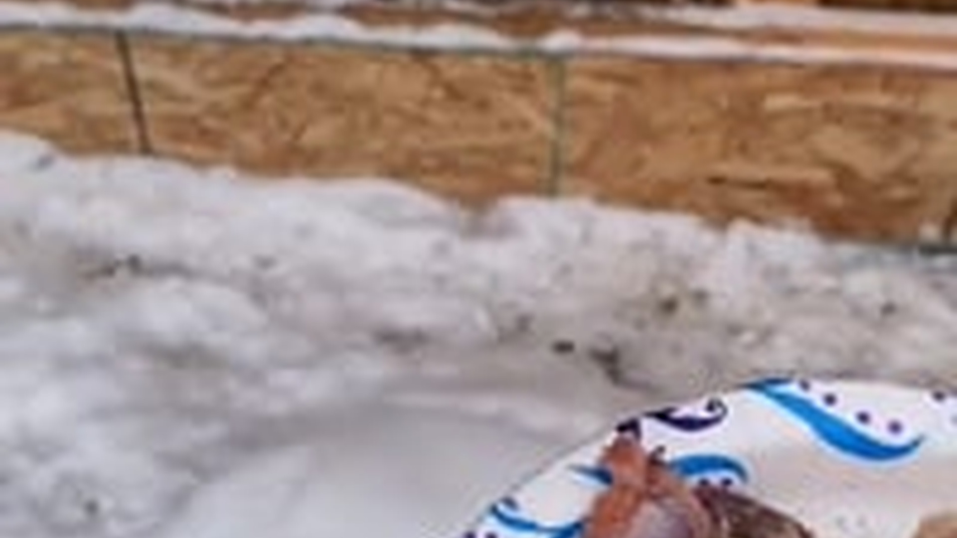 N1805069_A family rescues a bobcat raises it #bobcat #babybobcat #bobcatso..._part2