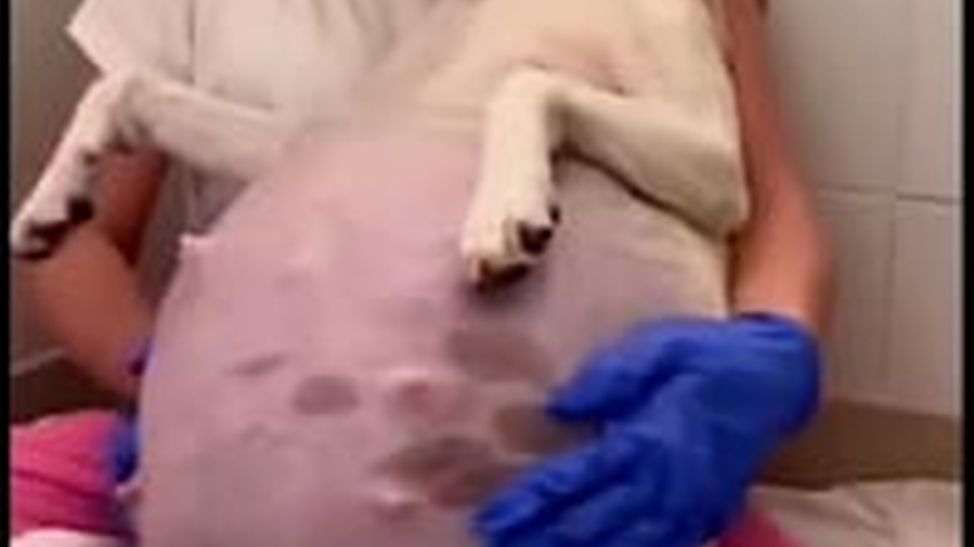 N1805072_Poor dog #dog #dogsoftiktok #puppytiktok #petsoftiktok #animals #anim..._part2