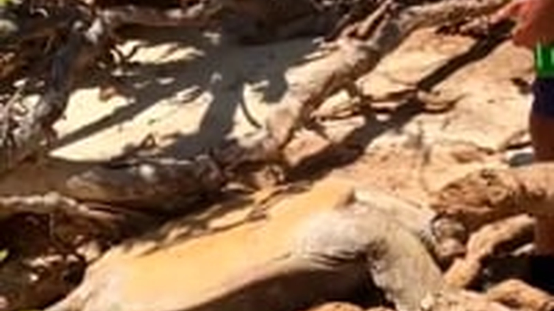 N1805074_Green turtle rescue by tour group on Lady Musgrave, Autralia #turtle ..._part2
