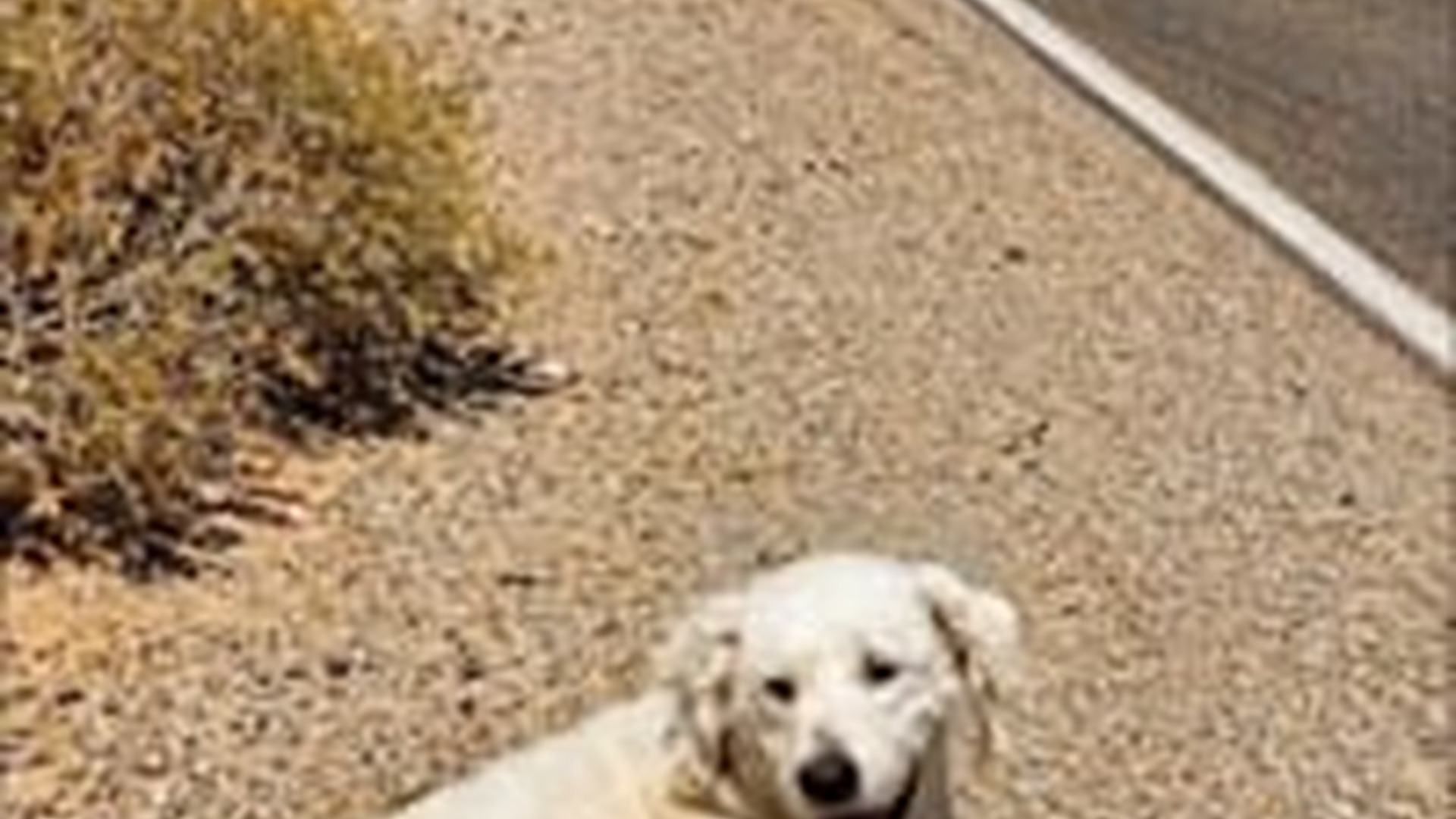 N1805001_Kindness #foryoupage #foryou #trending #dog_part2