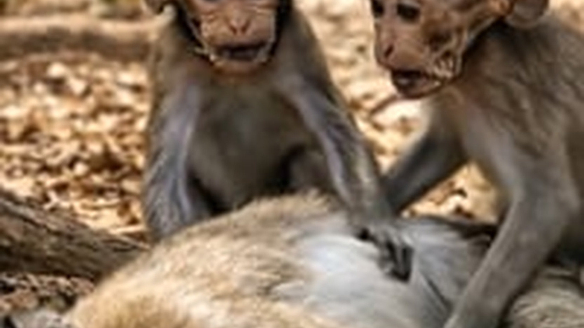 N1805003_Heartbreaking Moment Baby Monkeys Bury Their Mother While Crying_part2