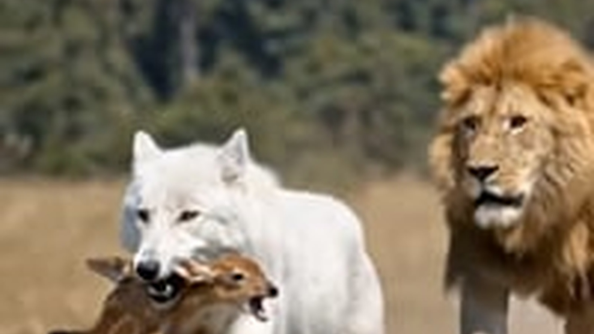 N1805010_Unbelievable Moment A Predator Turns Savior Saves a Helpless Bab_part2