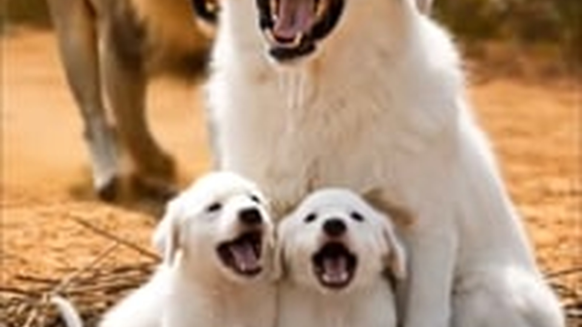 N1805013_Unbelievable Moment A Predator Turns Savior Saves a Helpless Pup_part2