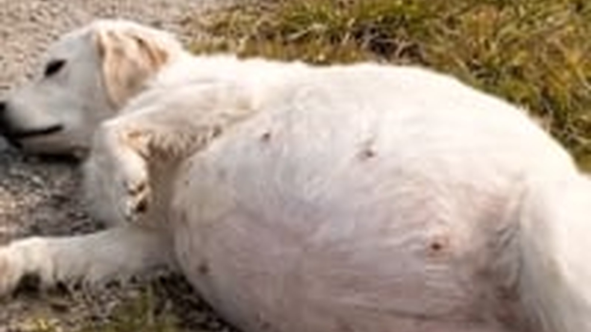 N1805018_Kind Man Rescue Poor Pragnent Mother Dog on Road Side #reels #vir_part2
