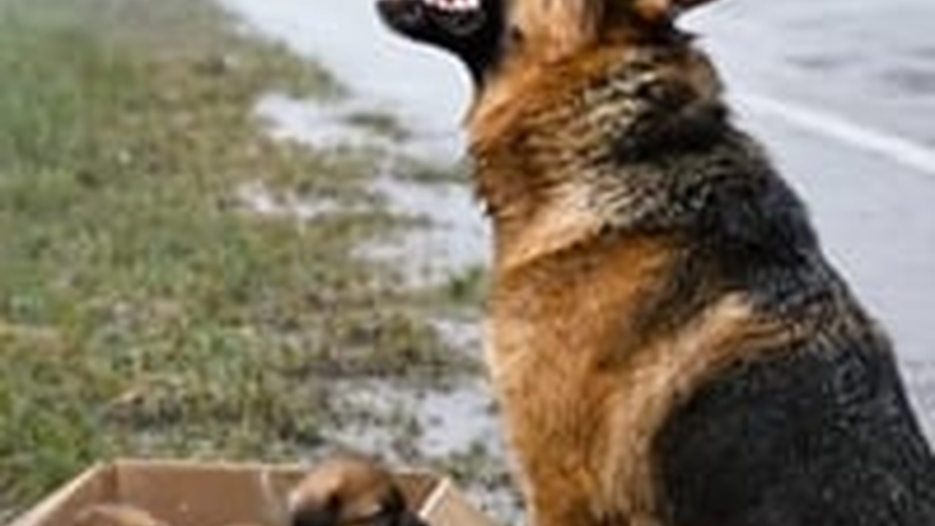 N1805025_Kind Hearted Man Rescues a Poor Mother Dog Her Puppies on Roa_part2