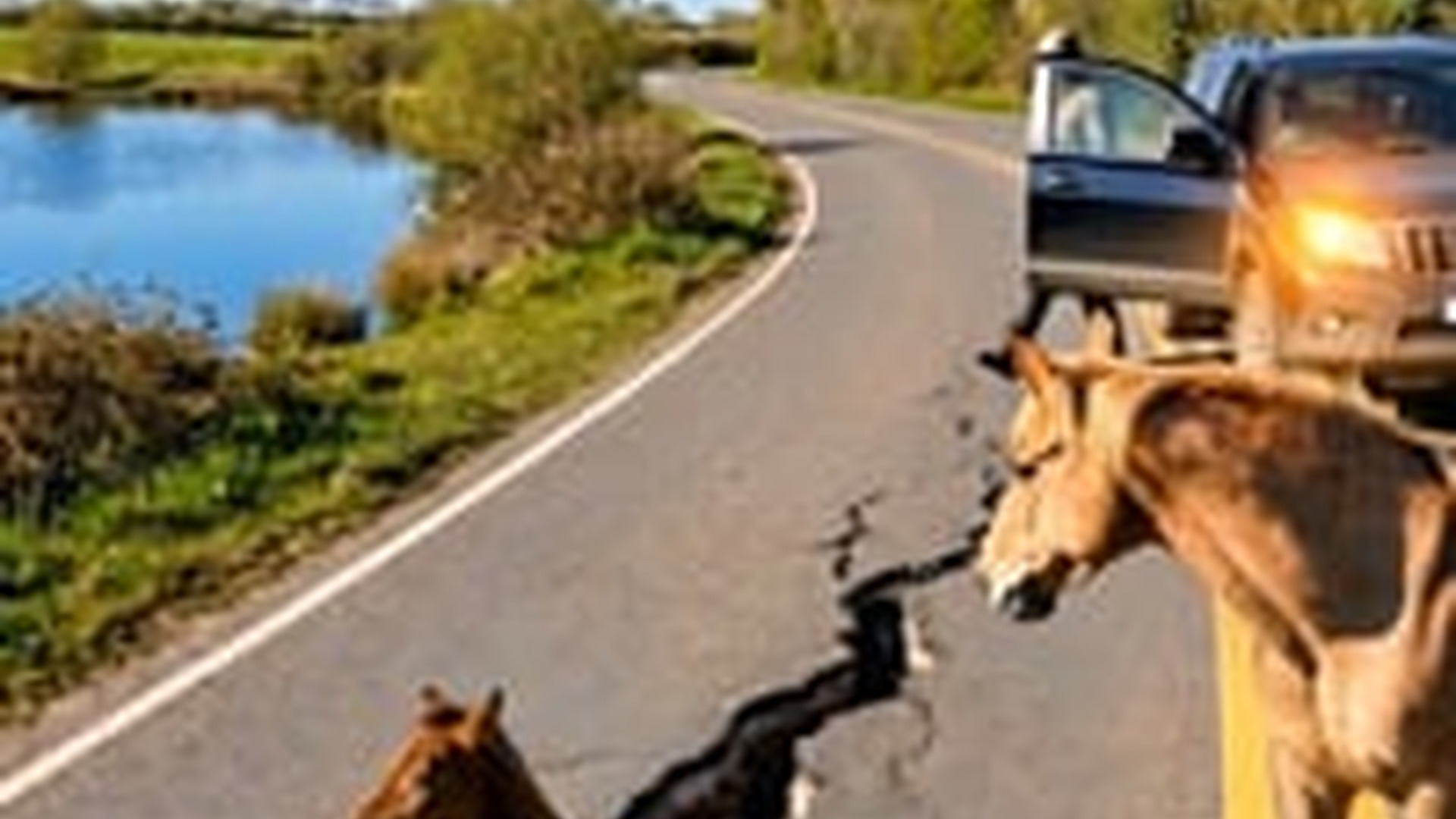 N1805030_Heartwarming Act Woman Saves a Baby Horse Stuck in a Road Crack #wil_part2