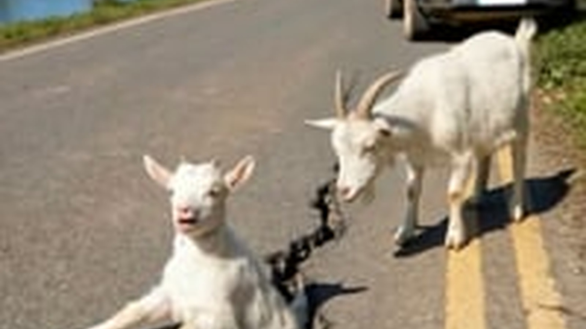 N1805033_A compassionate woman in India notices a baby goat trapped in a dange (1)_part2