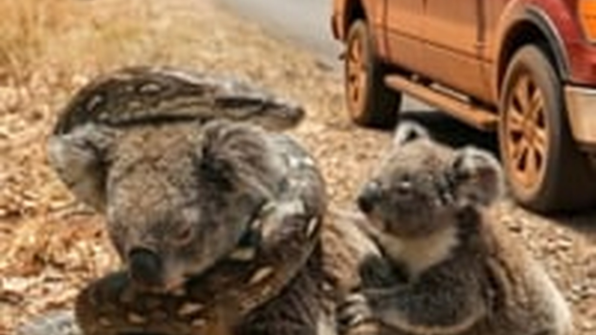 N1805035_Brave Woman Pulls Koala a Giant Python s Grip #KoalaRescue_part2