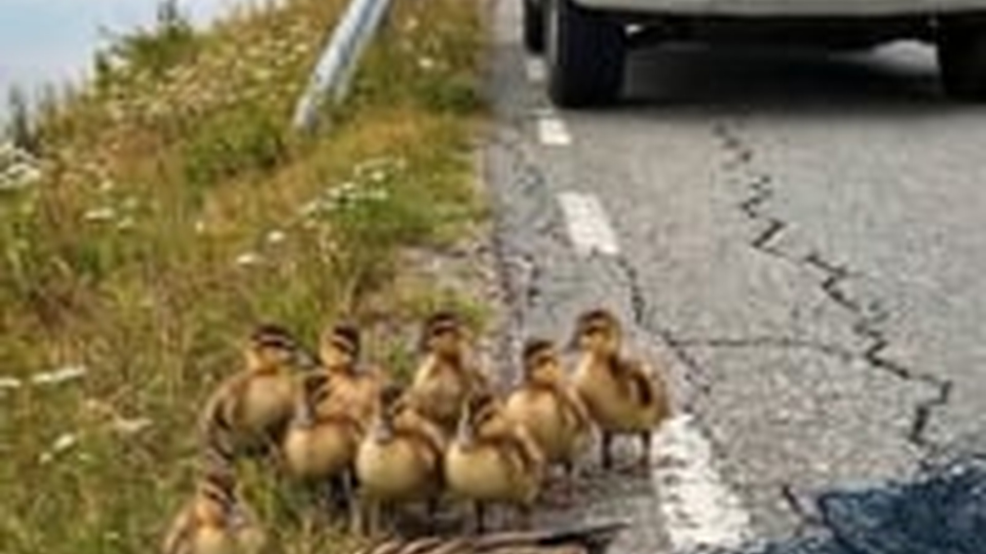 N1805036_A mother duck was found lying motionless on roadside, both feet c_part2