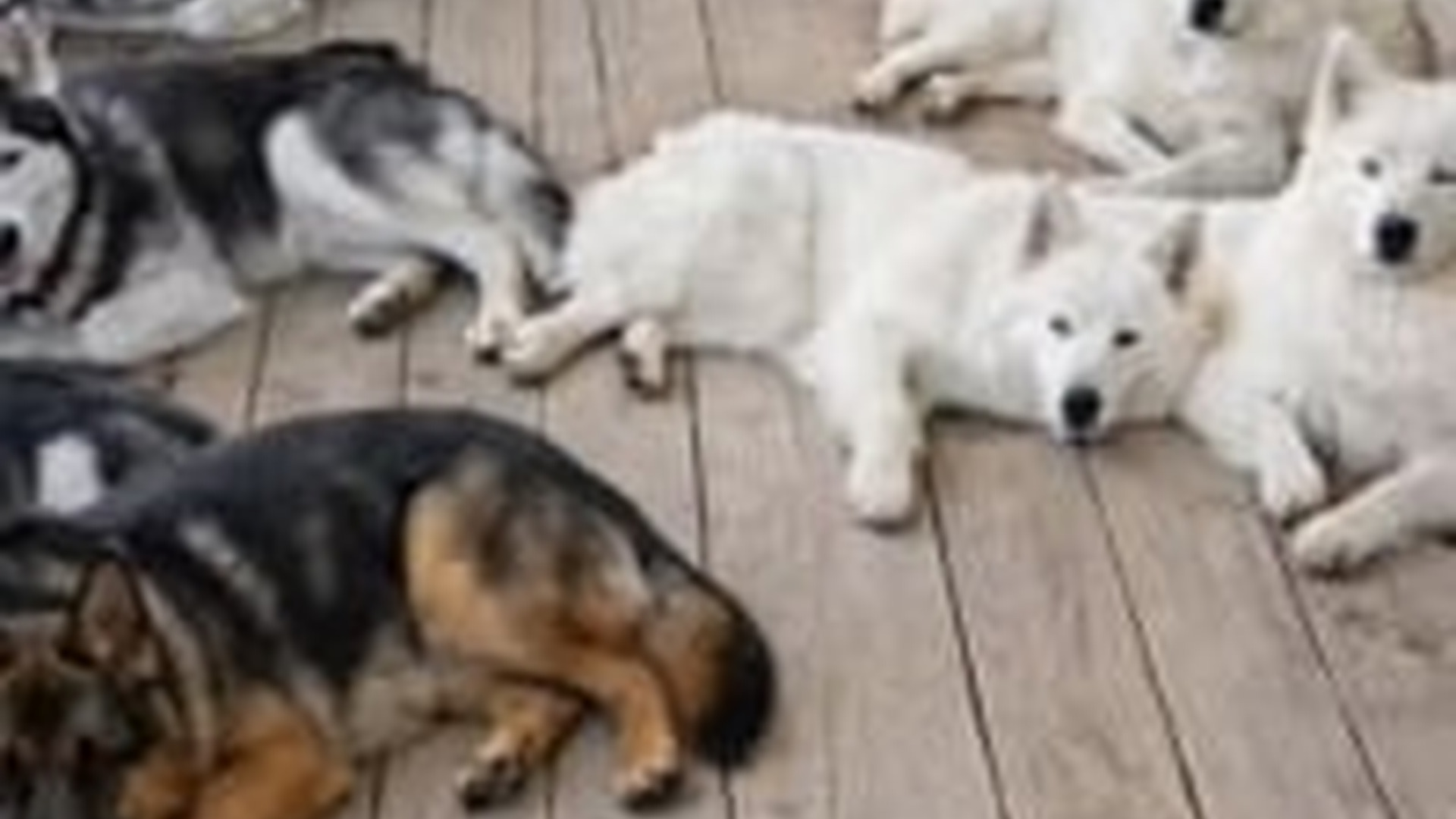 N1805038_Brave Dogs Rescue Poor Mother Rabbit Leopard #foryou #foryoup_part2