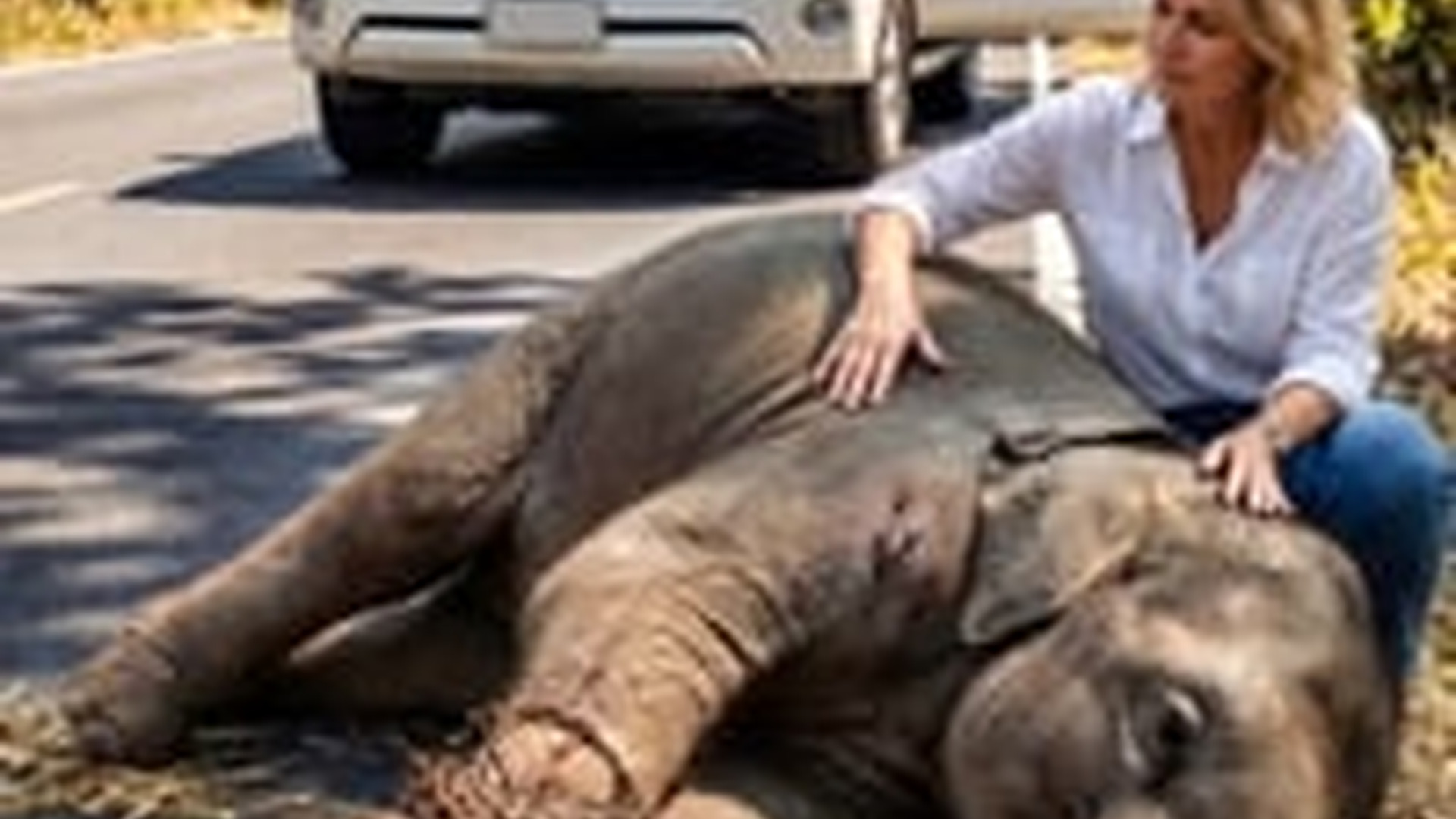 N1805040_She Saved a Baby Elephant 5 Years Later, He Saved Her Back #Mayas_part2