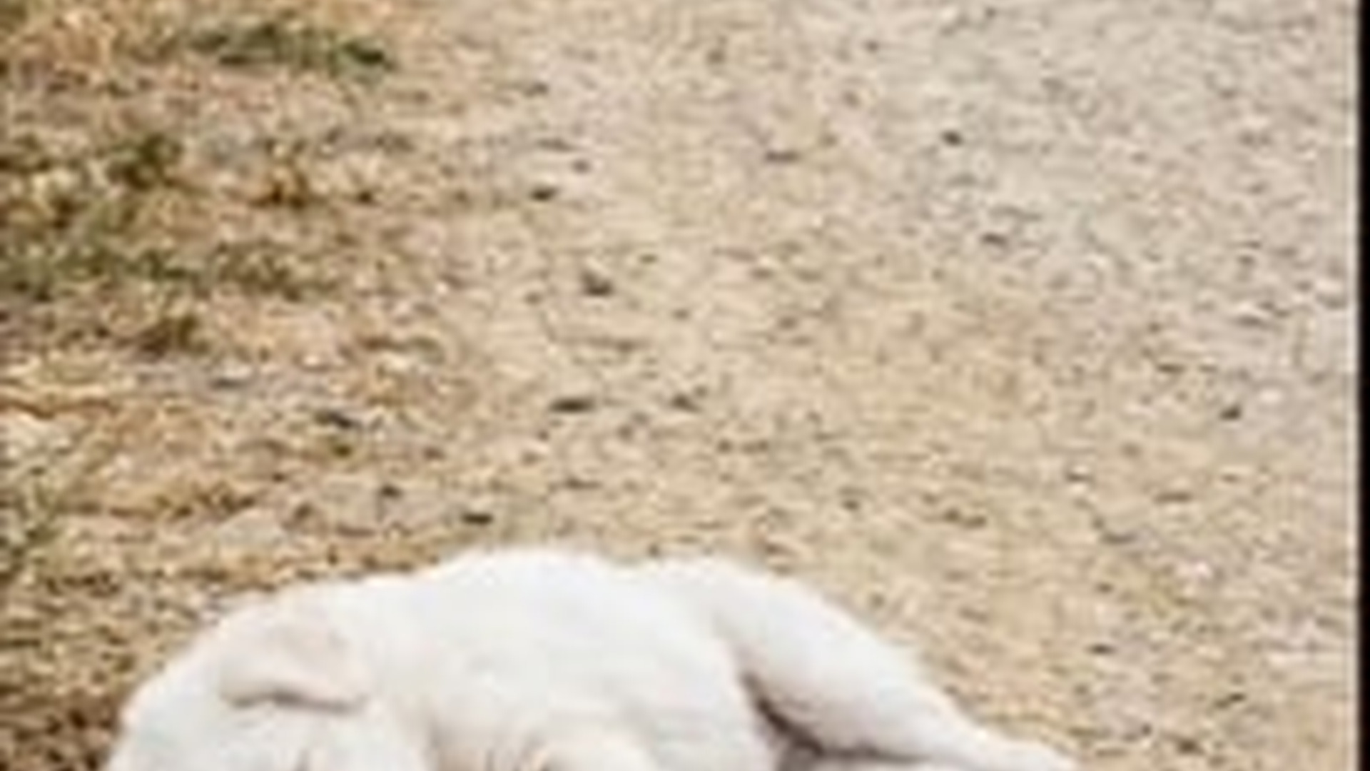 N1805042_kind hearted lady Rescues Poor Puppy on road side #dog #foryou_part2