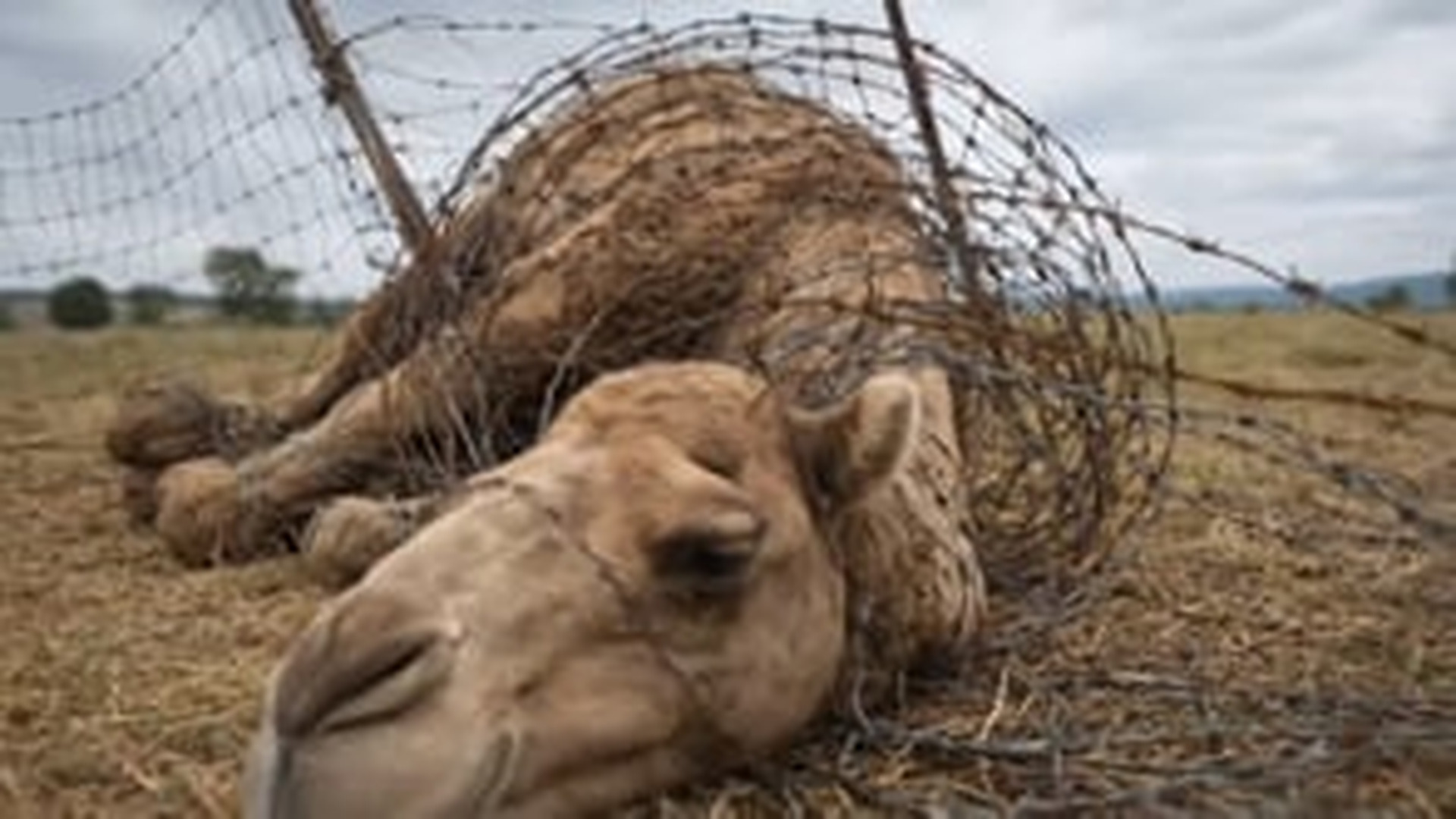 N1805045_Brave Dog Rescue Poor Camel Help of Kind Hearted Man #for_part2
