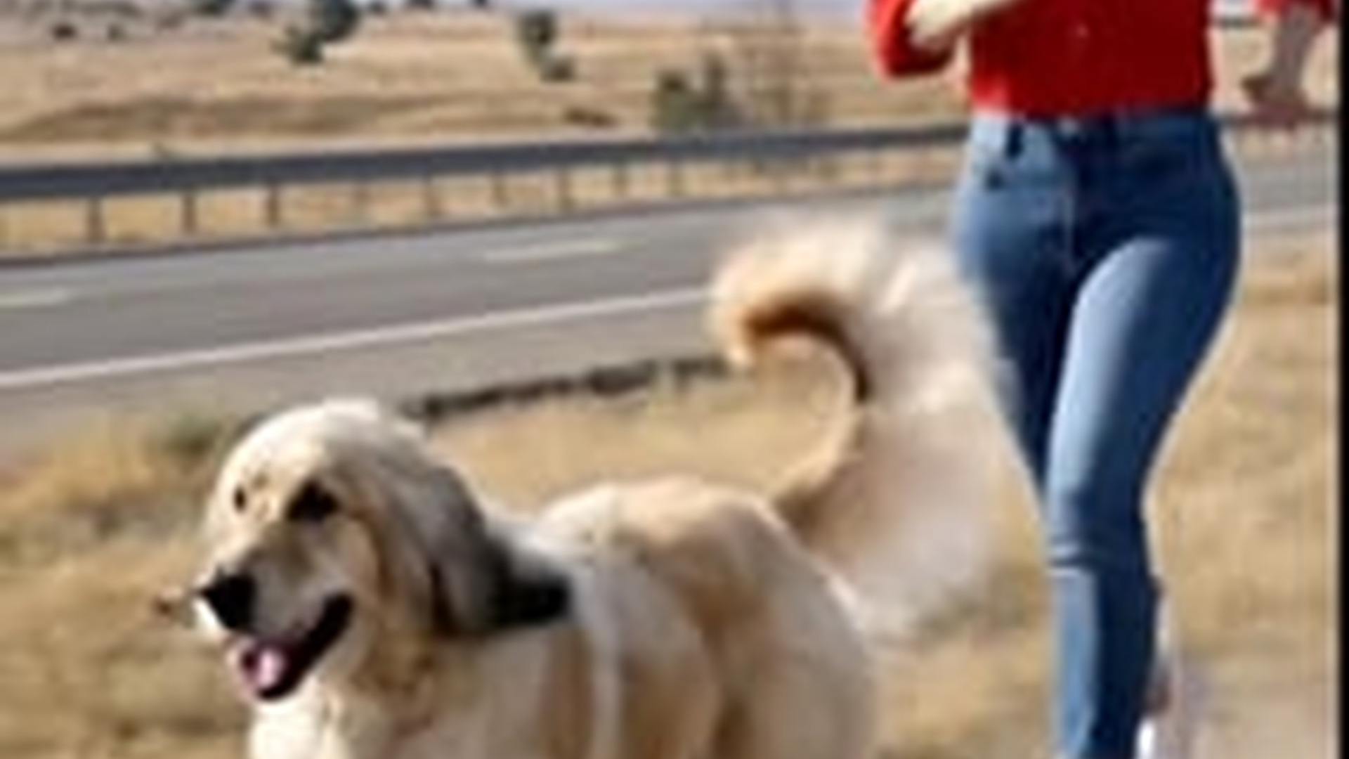 N1805046_kind Hearted Lady Rescue Poor kitty Help of Dog #foryou #for_part2