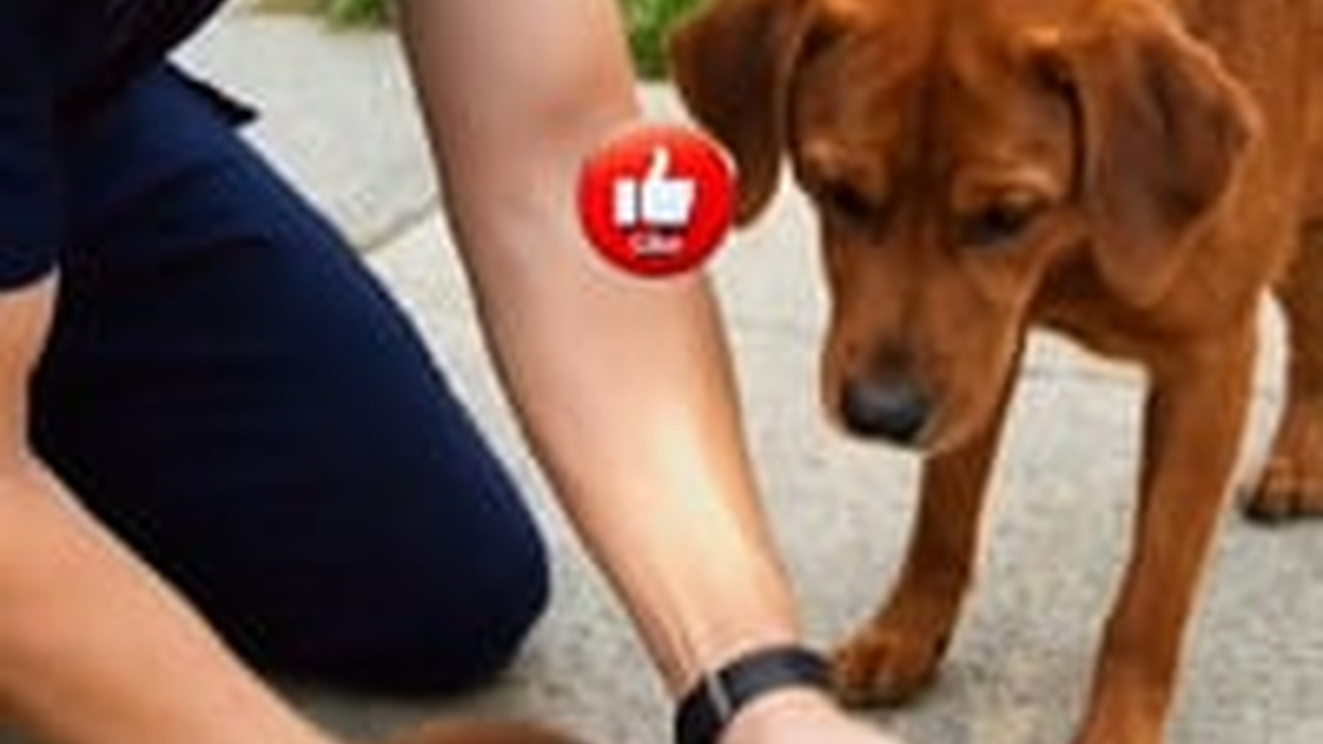 N1805048_Mother Dog Rescue her baby help of kind Hearted Officers #fo_part2