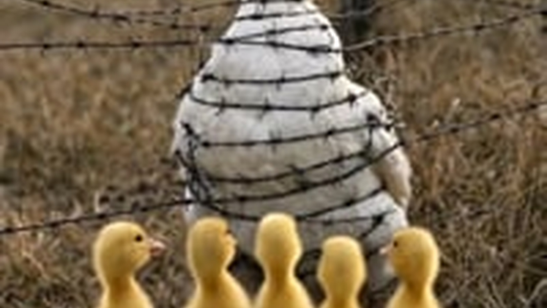 N1805050_Brave Puppy Rescue Poor Duck help of kind hearted Man #foryo_part2