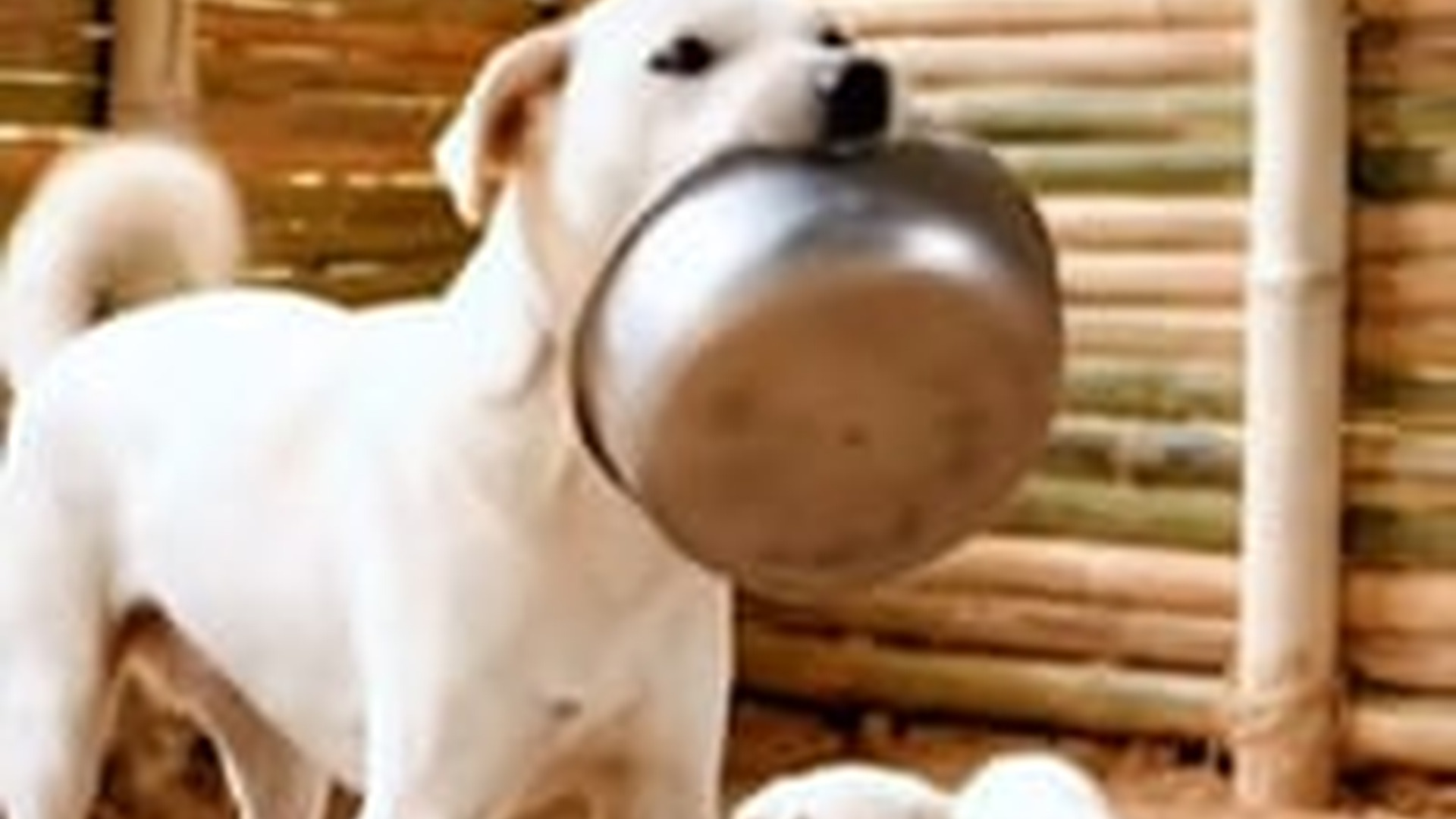 N1805051_Mother Dog work hard to Feed Her babies #uktiktok #viral #trending #f (1)_part2
