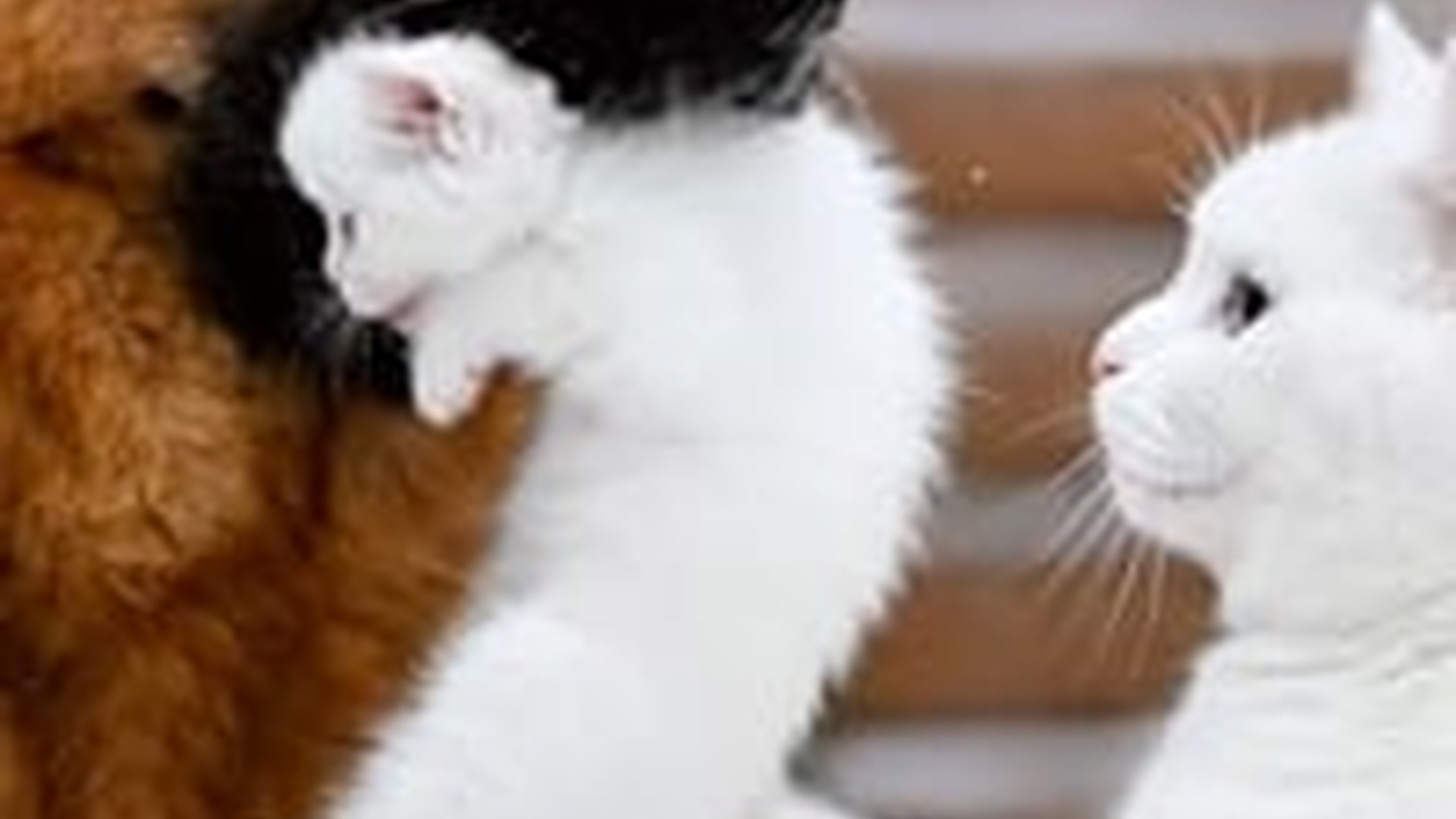 N1805060_Brave Dog Rescues a Mother Cat Her Kitty in Icy Land Dis_part2