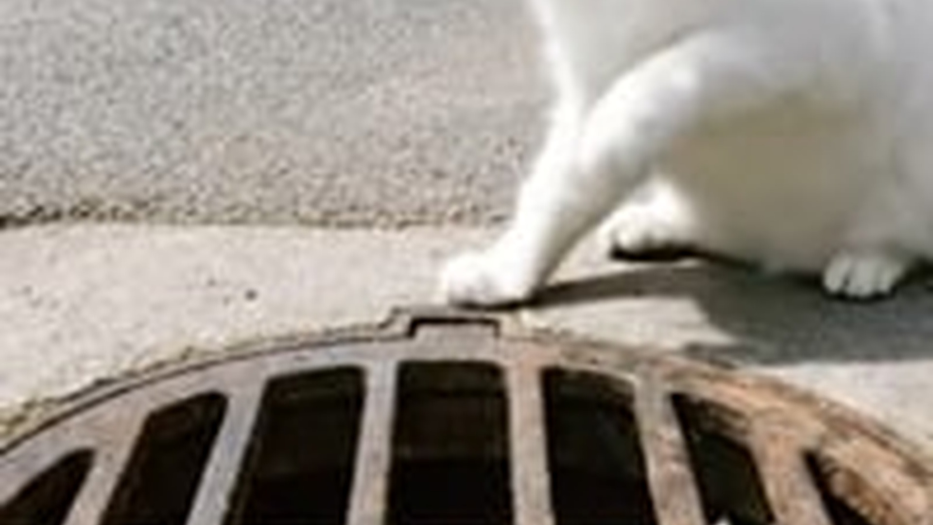 N1805062_Kind Hearted Man Rescues Poor Kittens Their Mother Descriptio_part2