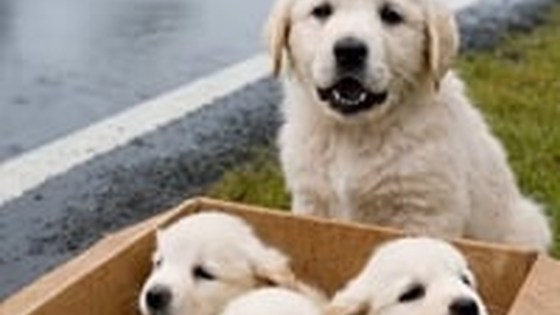 N1805064_Kind Man Rescues Cute, Poor Puppies on Road Description A ki_part2