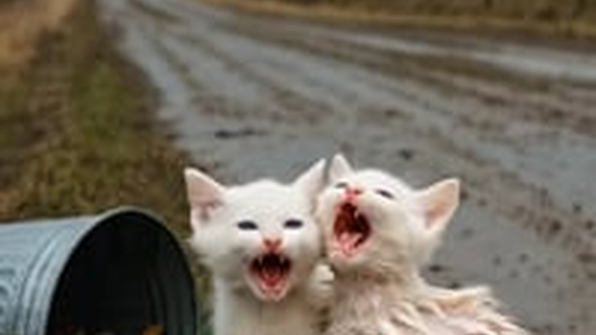 N1805065_Kind Hearted Man Rescues Two Cute, Poor Kittens Standing on Roads_part2