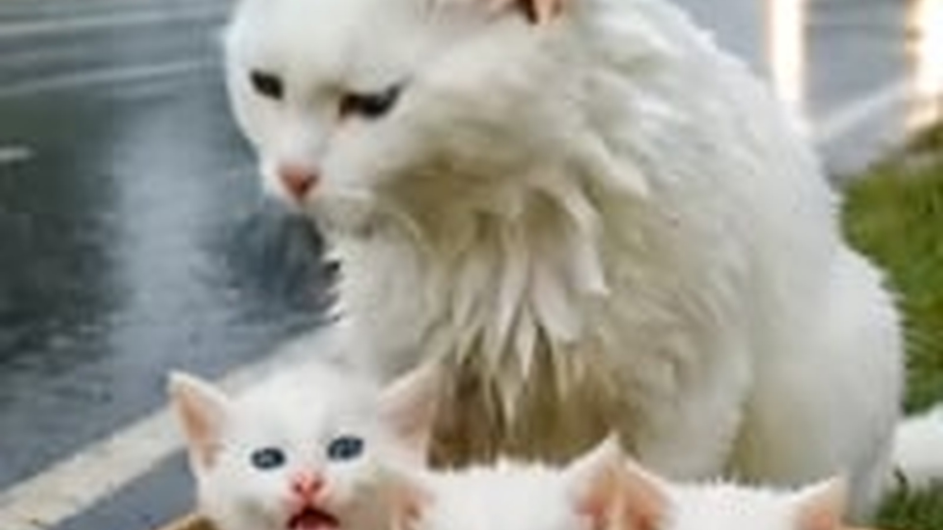 N1805067_Kind Man Rescues a Cat Her Babies Heartwarming Rescue Story In (1)_part2