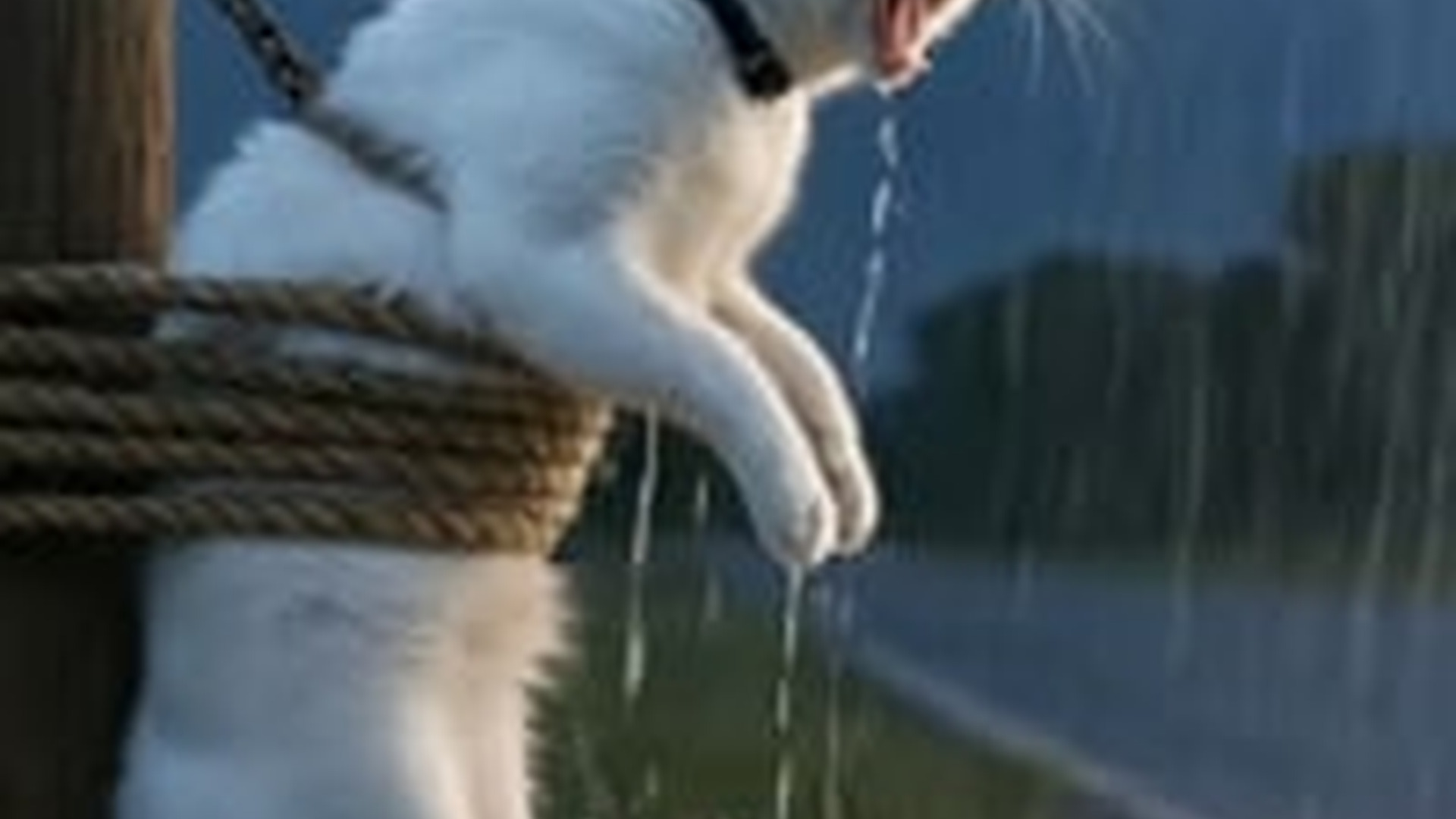N1805068_kind Lady Rescue A cat her cute kitten Act of Kindness #foryoupa_part2